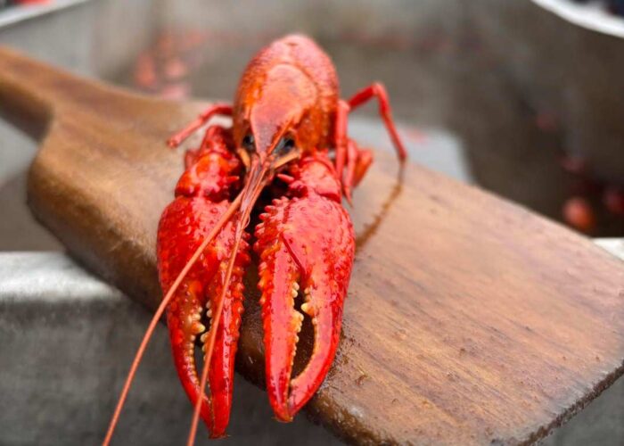 closeup of a cooked crawfish